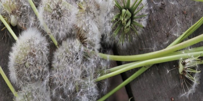 close-up-5109340_1920